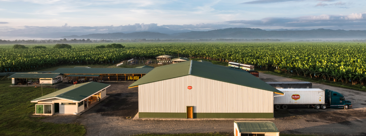 fundo las petacas del monte fresh olivar bajo